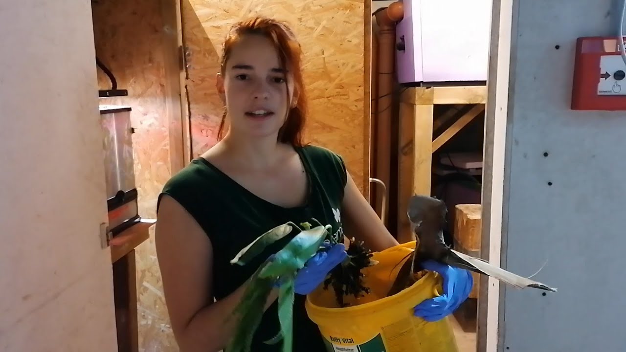 Papiliorama Blog #1 - Terrarium Neugestaltung