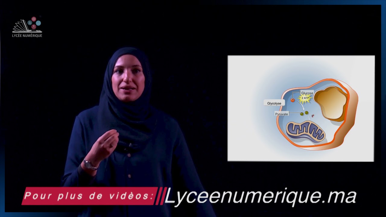 8- Bilan De La Respiration Cellulaire