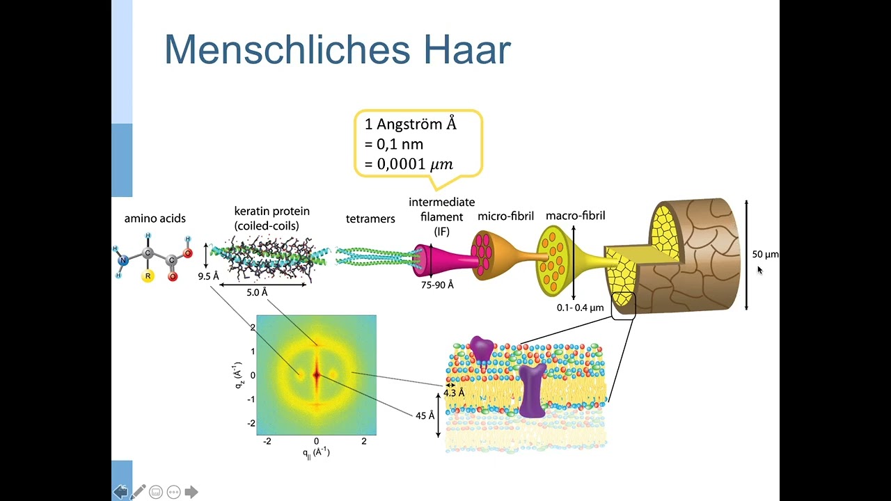 CH8  Biochemie: Zellen: Zellbau im Überblick