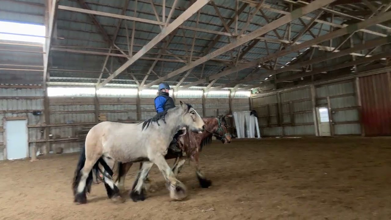 Liberty from a ridden horse novice 