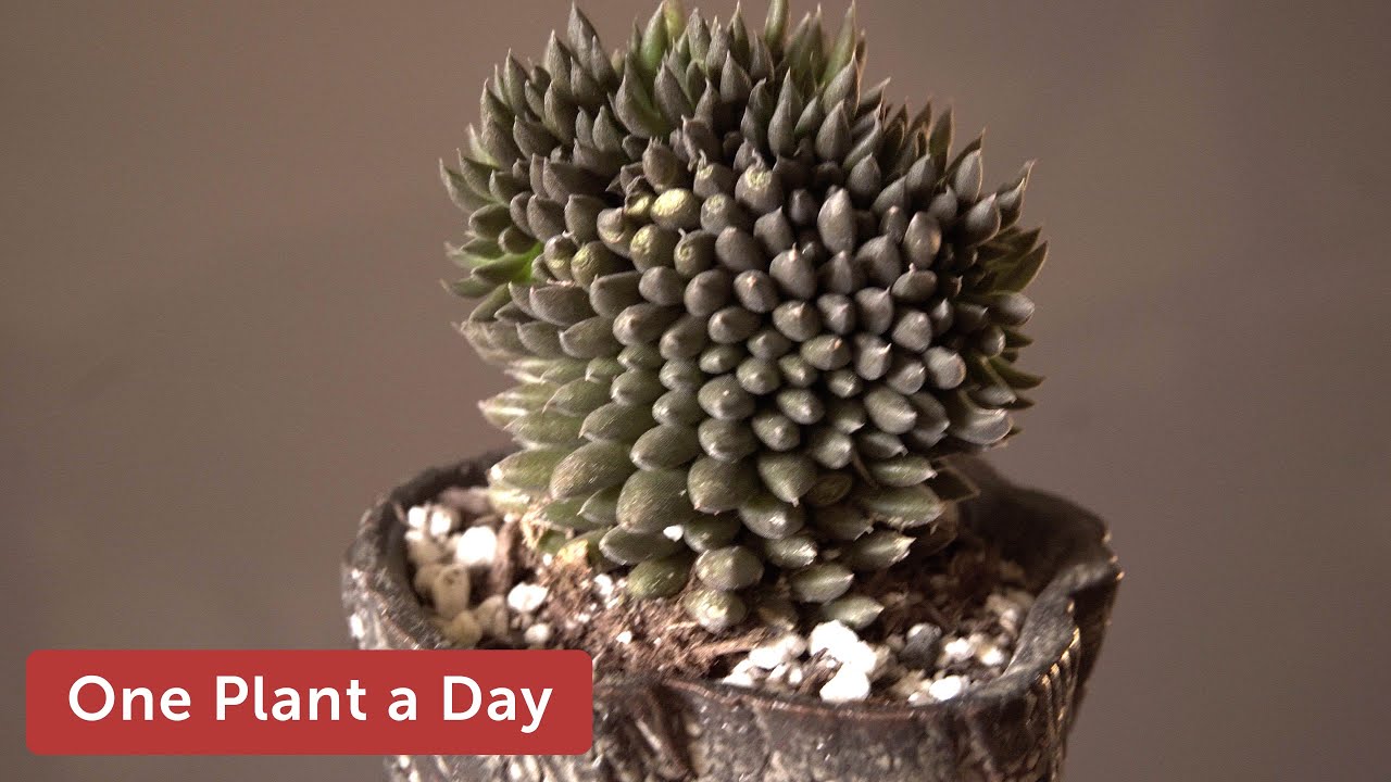 Sinocrassula yunnanensis f. Cristata Houseplant Care — 255 of 365