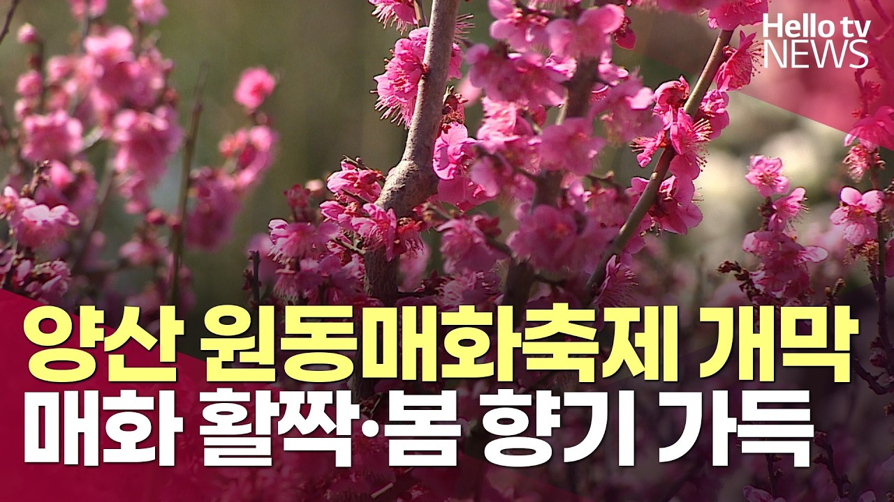 봄바람에 '매화 팝콘' 터진 양산 원동…기차 지나가는 매화마을ㅣ#헬로tv뉴스