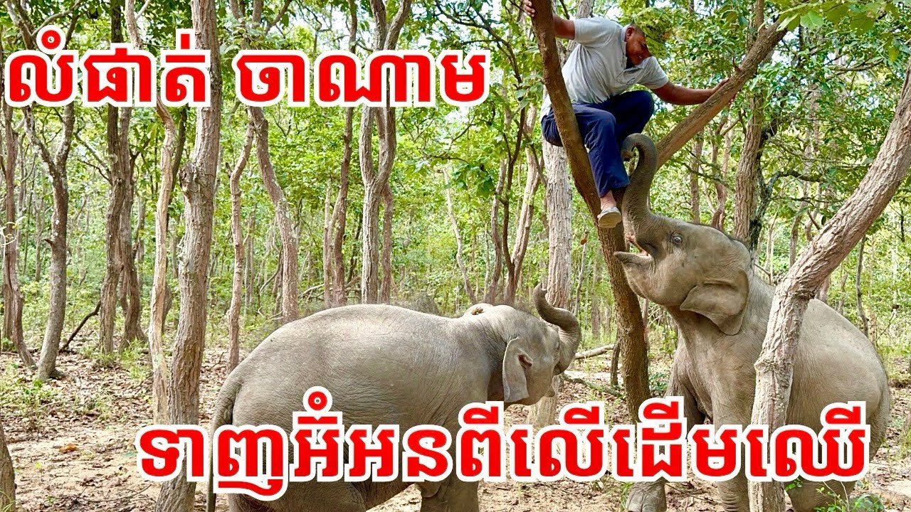 លំផាត់ និងចាណាម ទាញអ៊ុំអនឲ្យចុះពីលើដើមឈើហើយ🤣🐘💚🐘