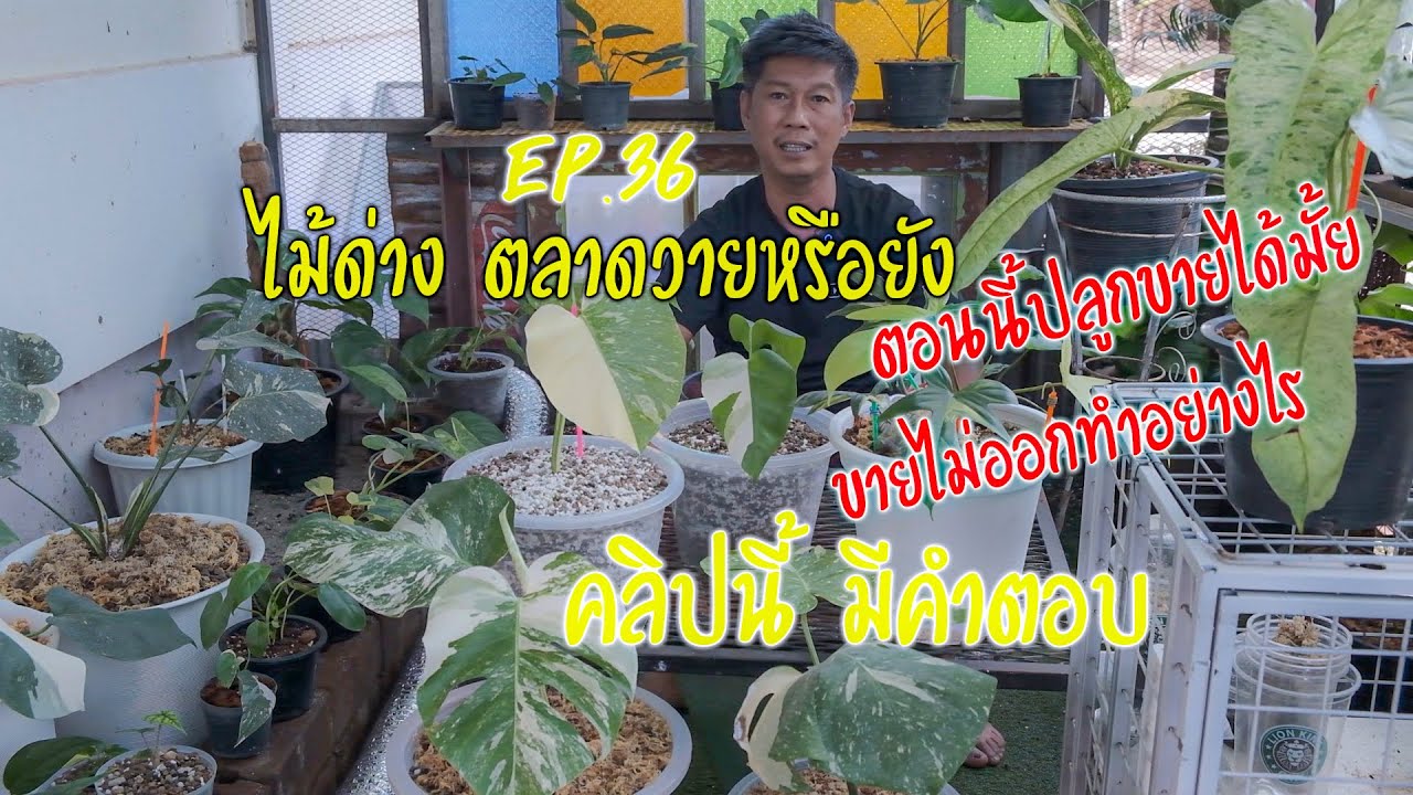 ไม้ด่างตลาดวายหรือยัง ขายไม่ออกทำอย่างไร