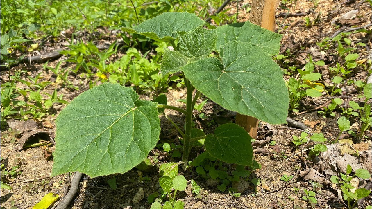 Mini plantație de Paulownia! #paulownia #tomentosa