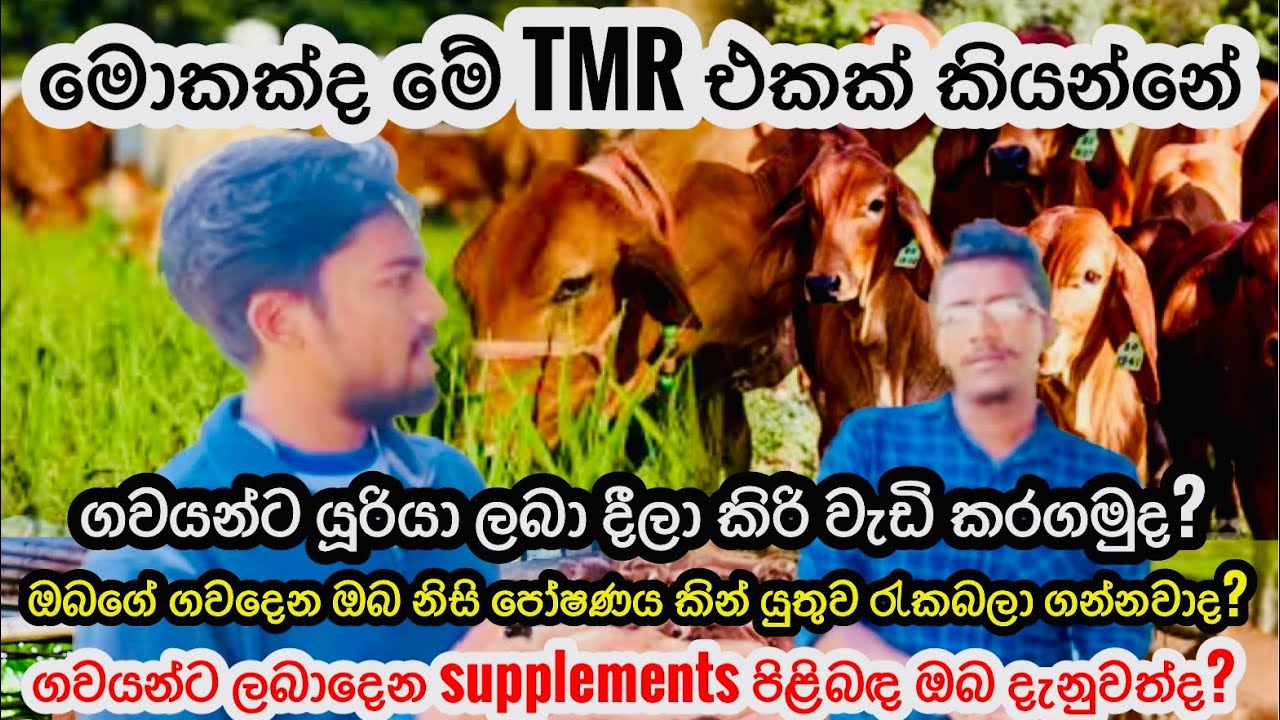 නිසි පෝෂණයකින් යුතුව ගව දෙනක් රැක බලා ගනිමු TMR /How To Make TMR For Cattles/Dairy/Livestock/Uciars