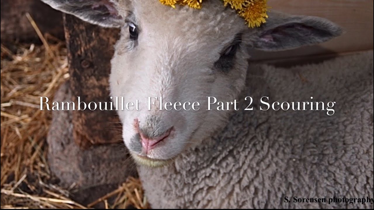 Scouring a Fine Fleece (Rambouillet)
