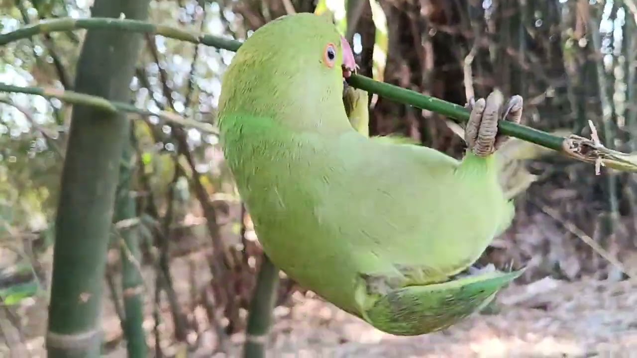 मिट्ठू मम्मी मिट्ठू मम्मी रोटी 