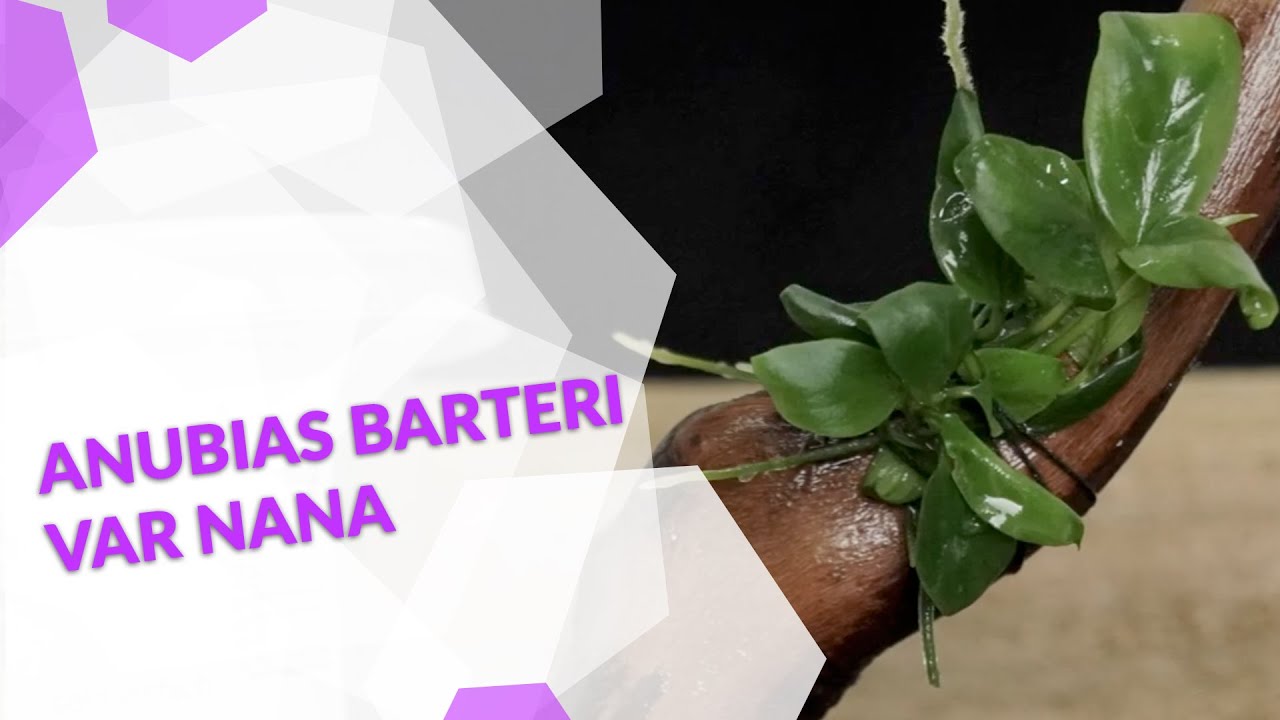 Anubias barteri var. nana, eine tolle Aufsitzerpflanze f&uuml;r dein Aquarium und Aquascape