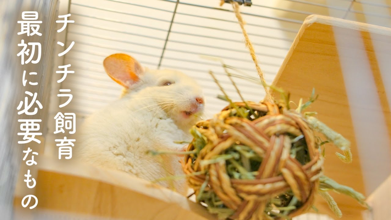 【総額〇万円】チンチラ飼育の初期費用と必要なものNo.157