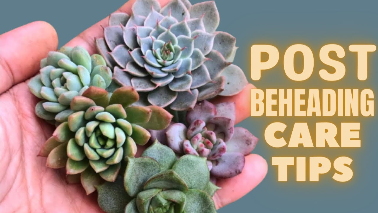 || HOW TO CARE FOR SUCCULENTS POST BEHEADING ||