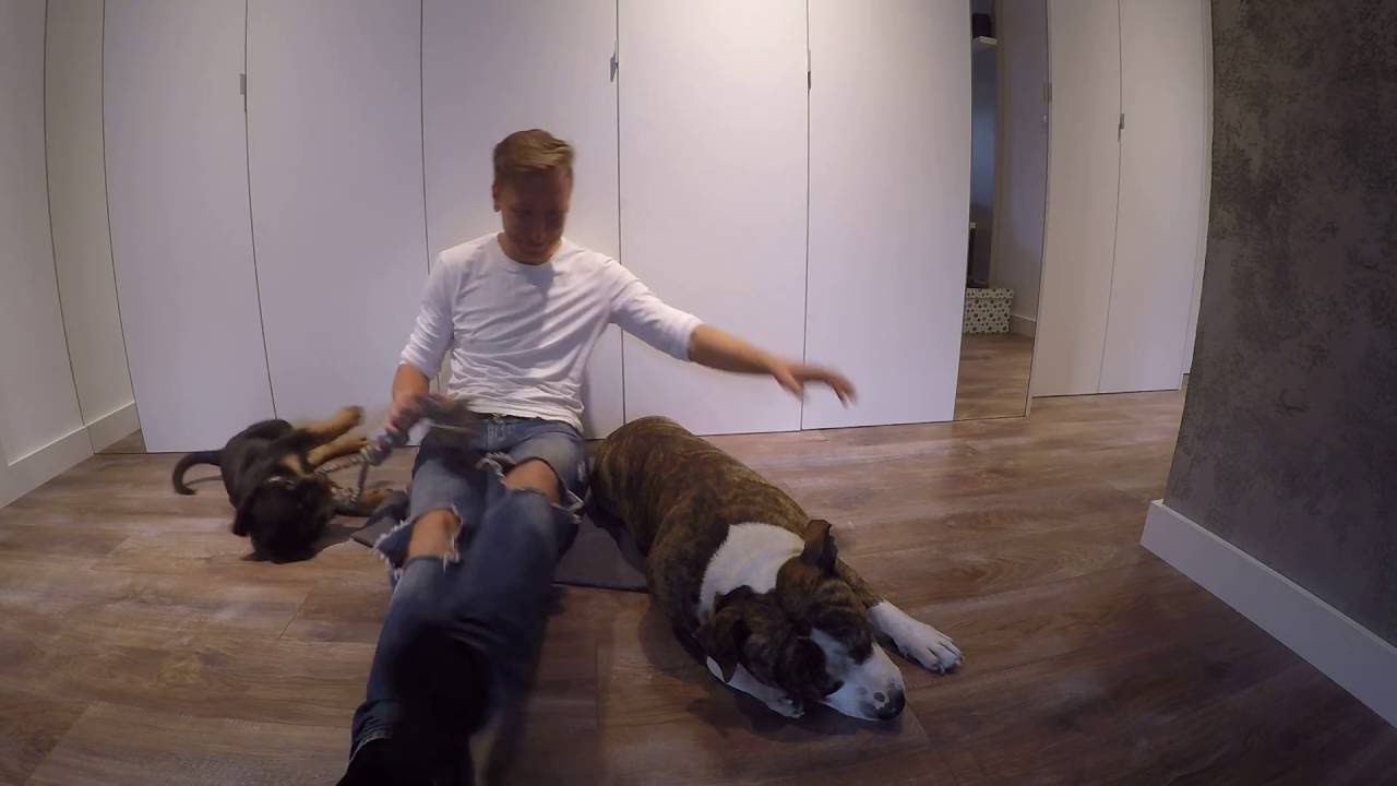 Wychowanie od podstaw #1 Darlingdogs