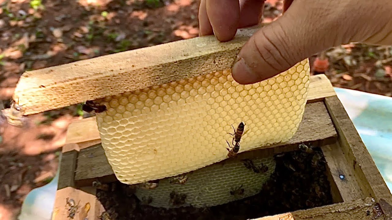 El increíble poder del núcleo de fecundación para reinas 🐝