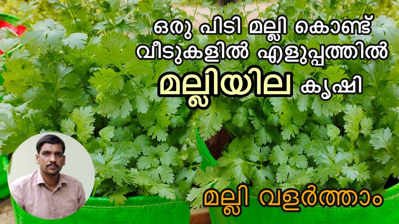 മല്ലിയില കൃഷി | Malliyila Krishi | Coriander Garden | Terrace Garden | Ente Krishiyidam