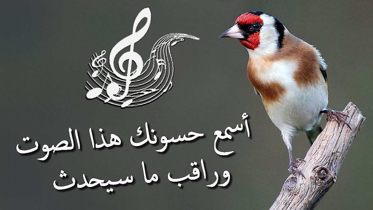 بتبتة جماعية لتحفيز الحسون على التغريد.. أسمعه هذا المقطع واستمتع بتغريده..