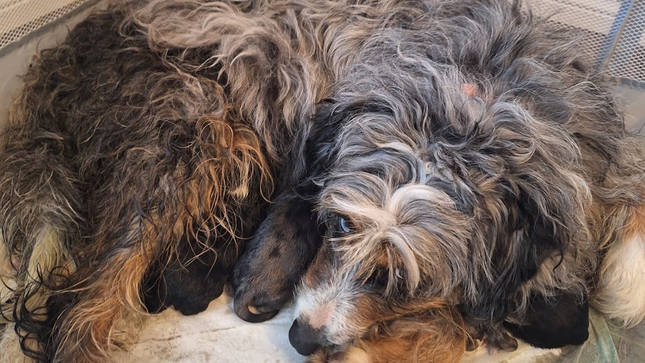 My dog had puppies (Better footage)