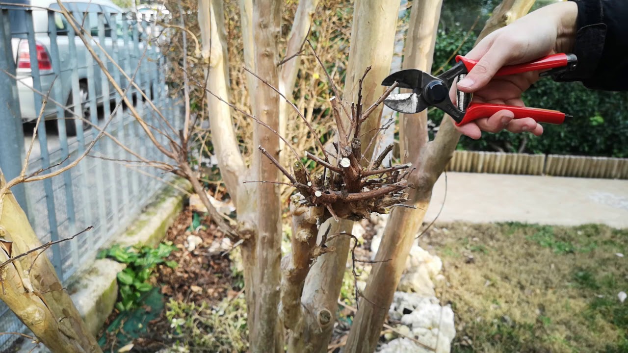 Potare la lagerstroemia