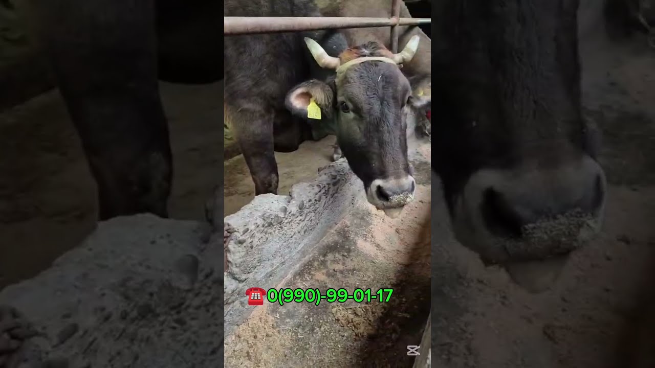 Бооз УЙЛАР САТЫЛАТ ЧҮЙ ОБЛУСУ БЕЛОВОДСКИЙДЕ ДОСТАВКА БАР ЧАЛЫҢЫЗДАР ЭЭСИНЕ  ☎️📞