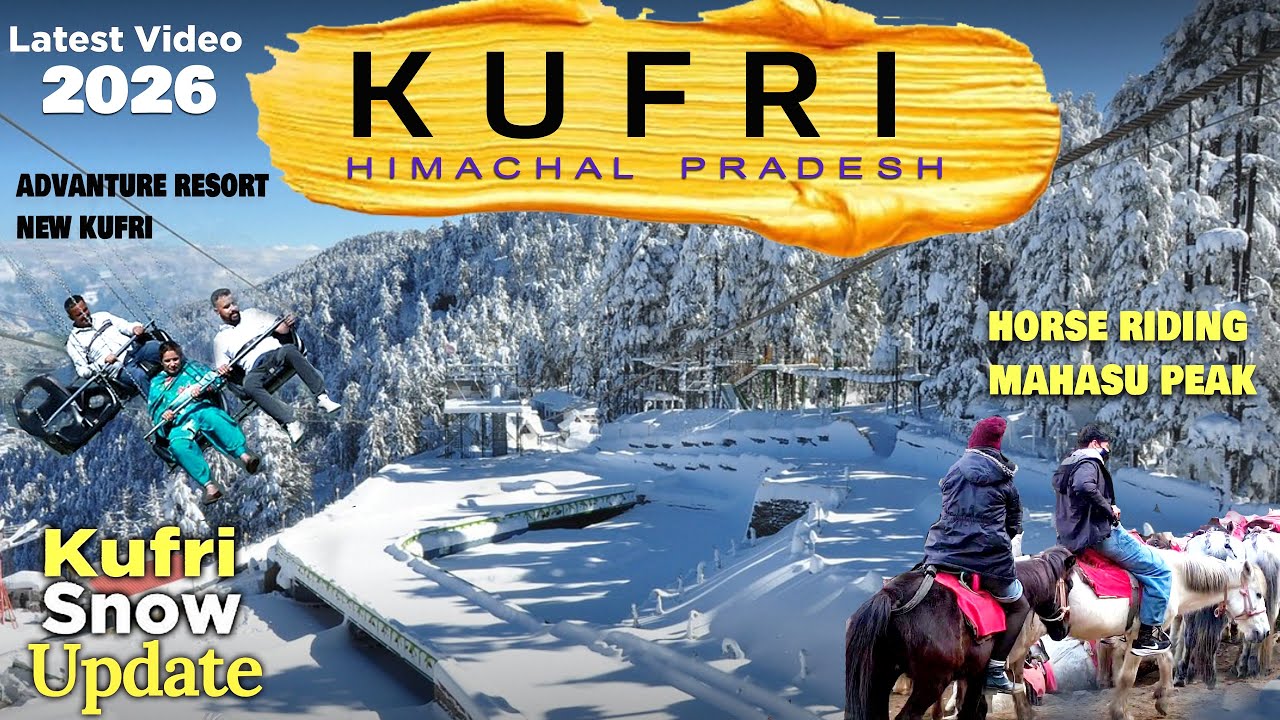 KUFRI  I SHIMLA KUFRI I KUFRI SNOWFALL UPDATE I ADVENTURE RESORT KUFRI I HORSE RIDING I FAGU VALLEY