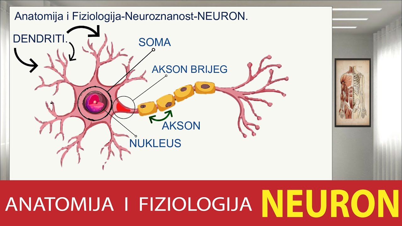 Anatomija i Fiziologija Neuroznanost NEURON  Dr# n1