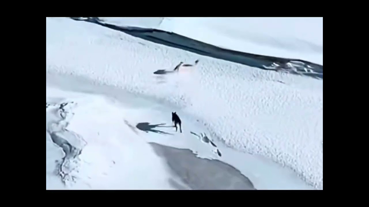 Great escape 