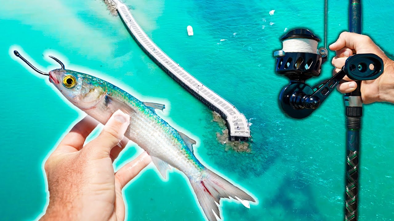 Tossing Big Mullet off the Pier! Epic Results!
