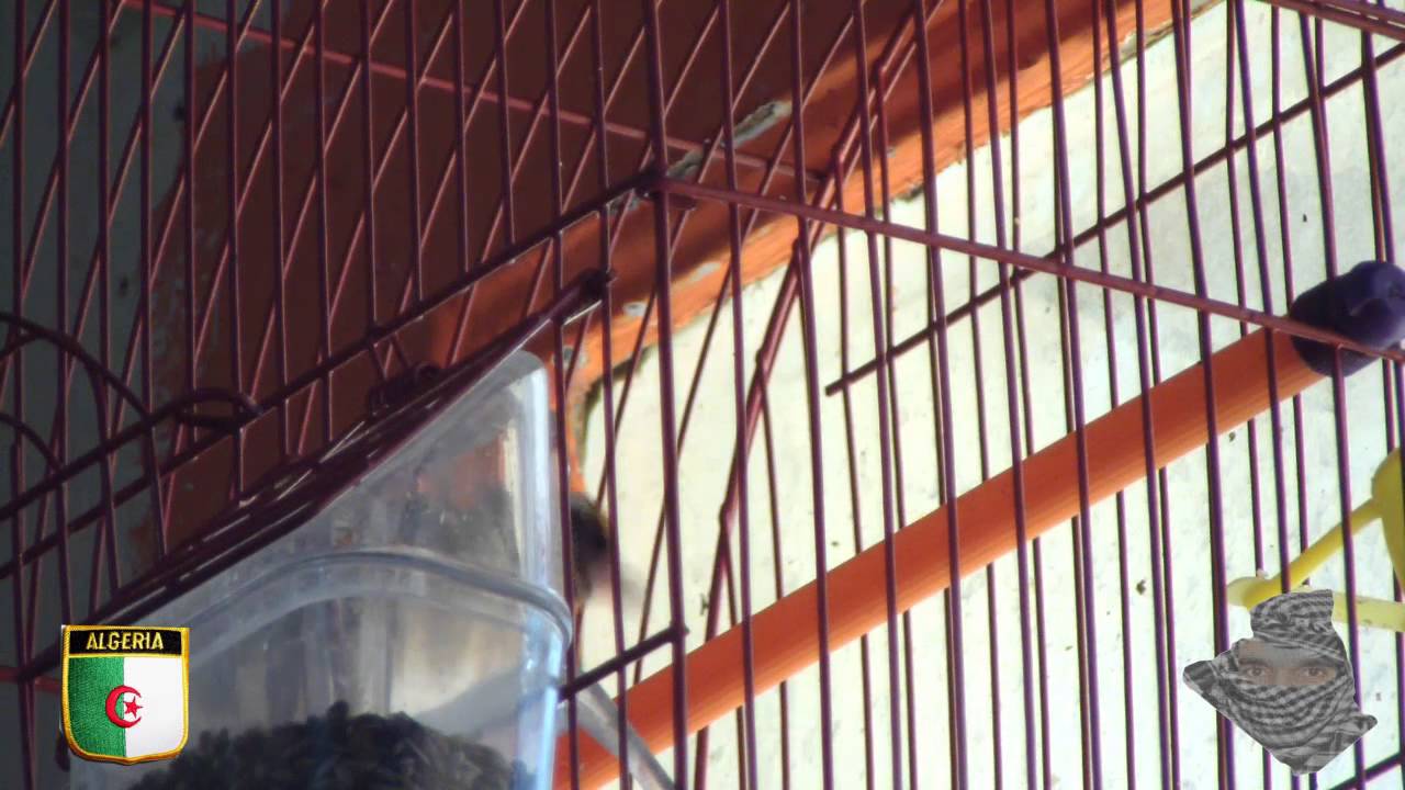 Experience De Reproduction Chardonneret  (14) الحسون للإنتاج