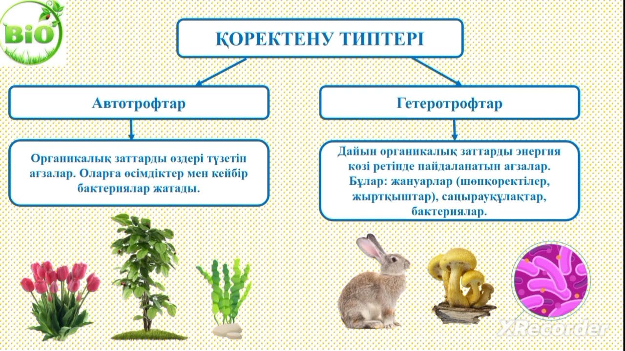 7 сынып Табиғи қоректік тізбек