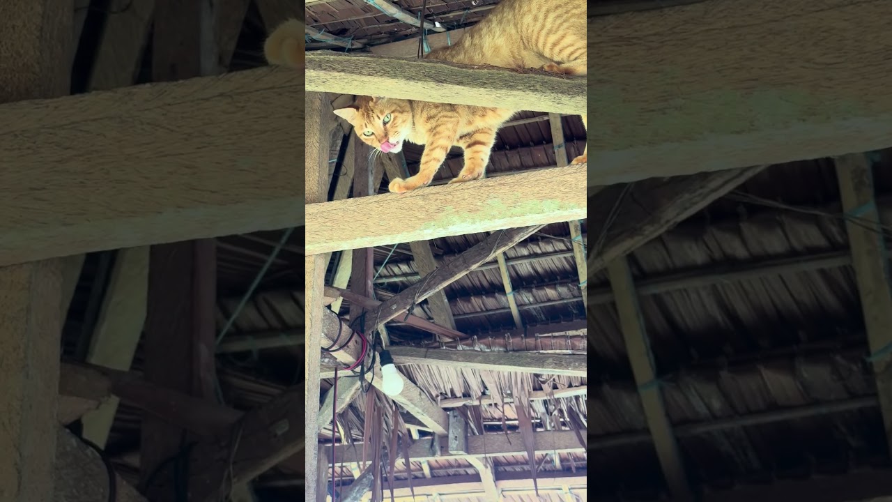 Любимое место #reacrisvlog #cat