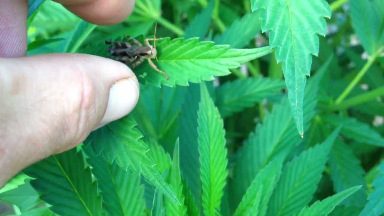 Growing Marijuana in Oregon as a Medical farmer