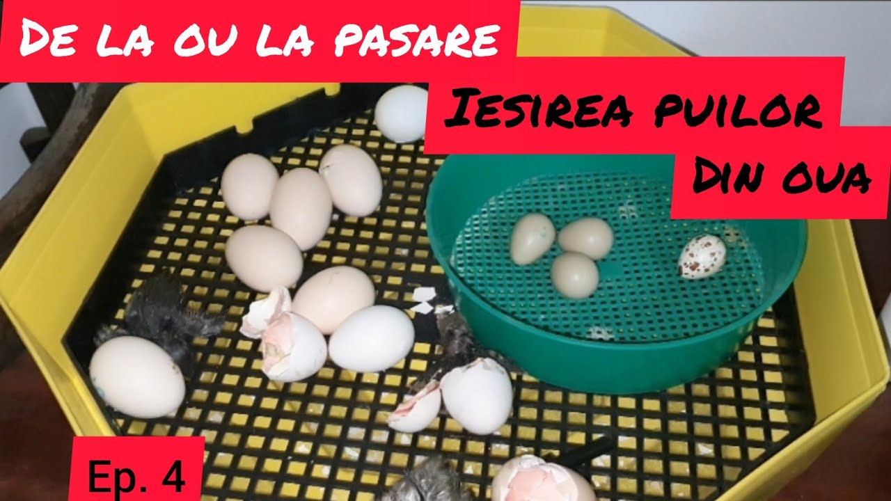 Ultima faza a incubarii ... Iesirea puilor din oua