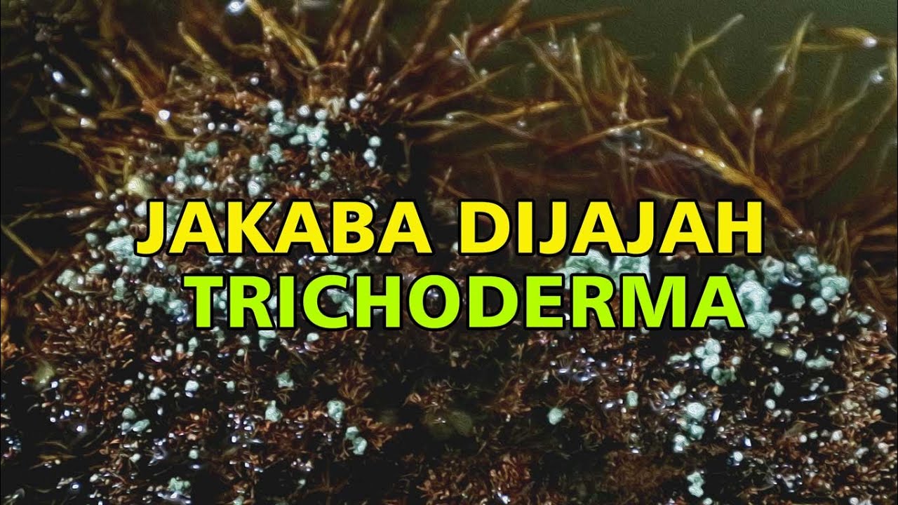 Jakaba Juga Terjajah Trichoderma