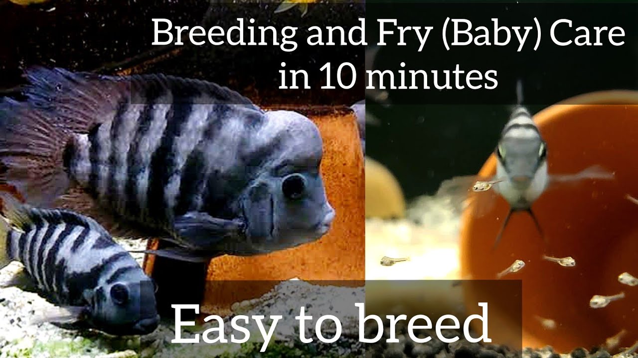 Convict Cichlid-Complete Breeding Process-How to select pair?-Male orFemale-Fry Growth-EshwarGandhi