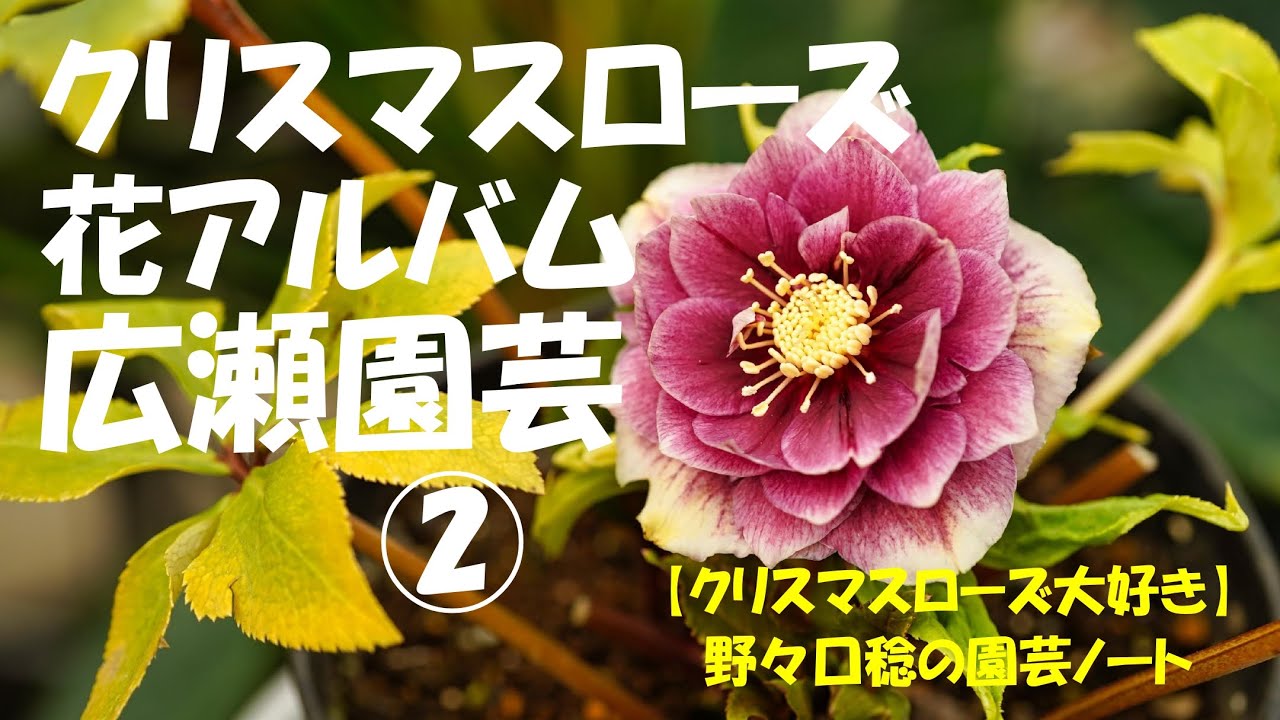 花アルバム 広瀬園芸②