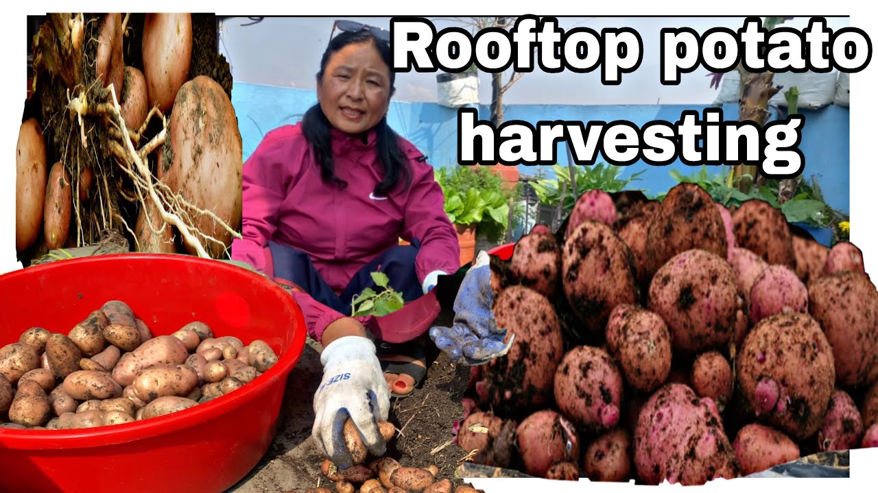 Rooftop harvesting potatoes (कौसिमा आलु के कति फल्यो त जेरो रुपैयामा आलु टन्नै🥔🍠