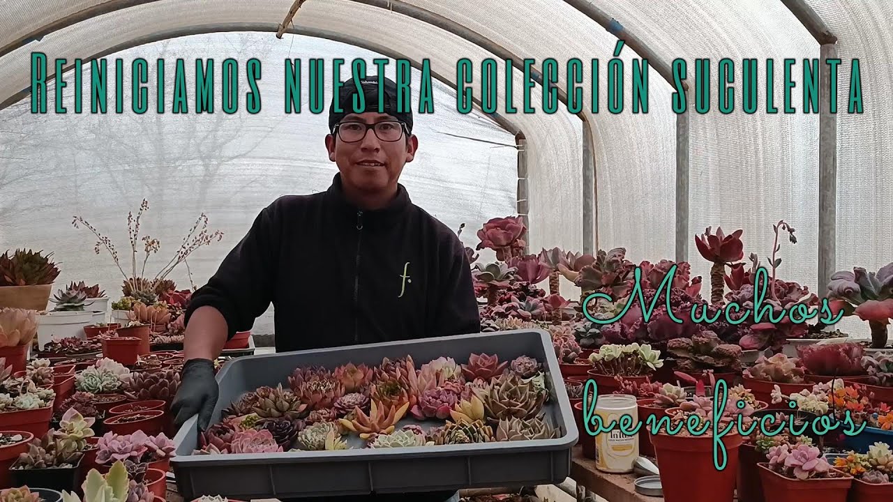 Beneficios de la decapitación suculenta #reiniciar #new #echeverias