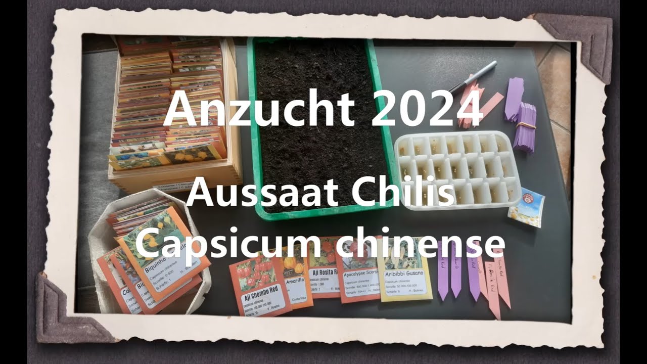 Anzucht 2024 - Aussaat Chilis Capsicum chinense