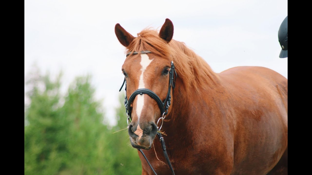 KESÄLEIRI 2021 🐴