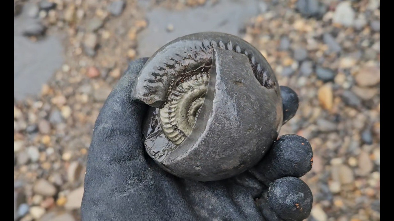 Whitby fossil hunting 16/02/26 - 01/03/26