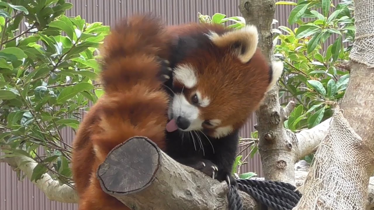 レッサーパンダ　リーファちゃん　ご自慢のしっぽは念入りに手入れします　【のんほいパーク】