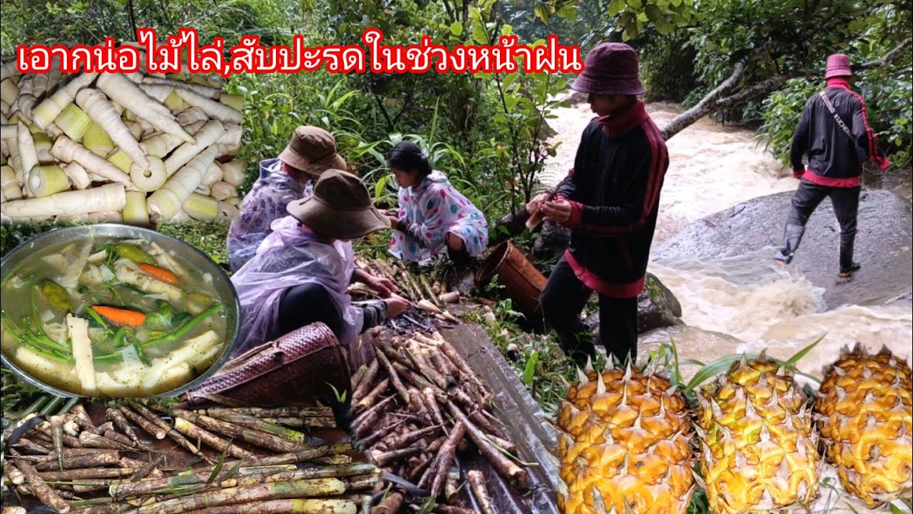 พาเมียหาของป่า ฝนตกทั้งวัน ครั้งแรกบ่าวยืงทำแกงหน่อไม้ ฝีมือใช้ได้😂😂fcขอมาแต่นานแล้วก็จัดให้-บ่าวยืง