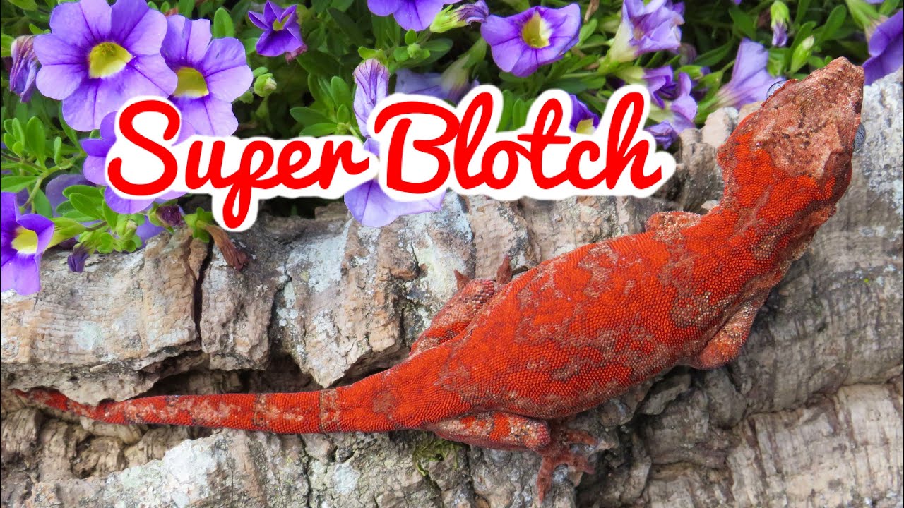 Gargoyle Gecko Morph: Superblotch