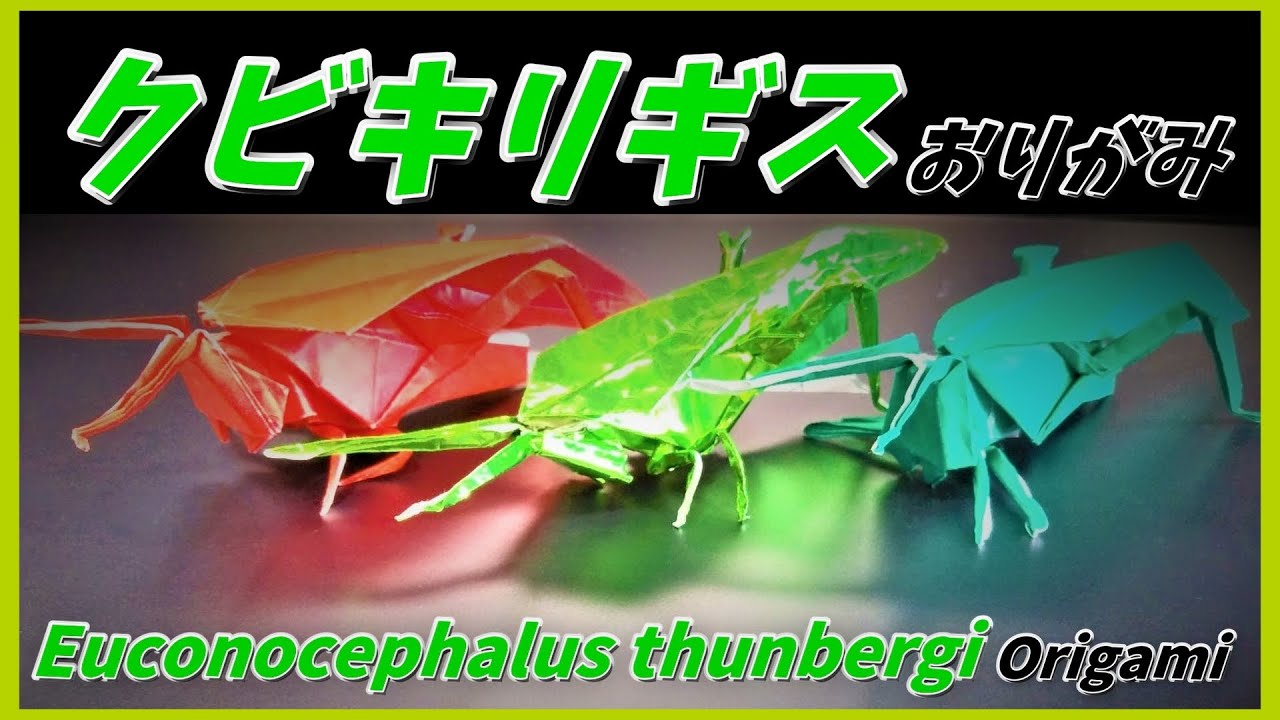 クビキリギスおりがみ(Euconocephalus thunbergi Origami)蚱蜢折纸(쿠비키리기스 문의)Origami Euconocephalus