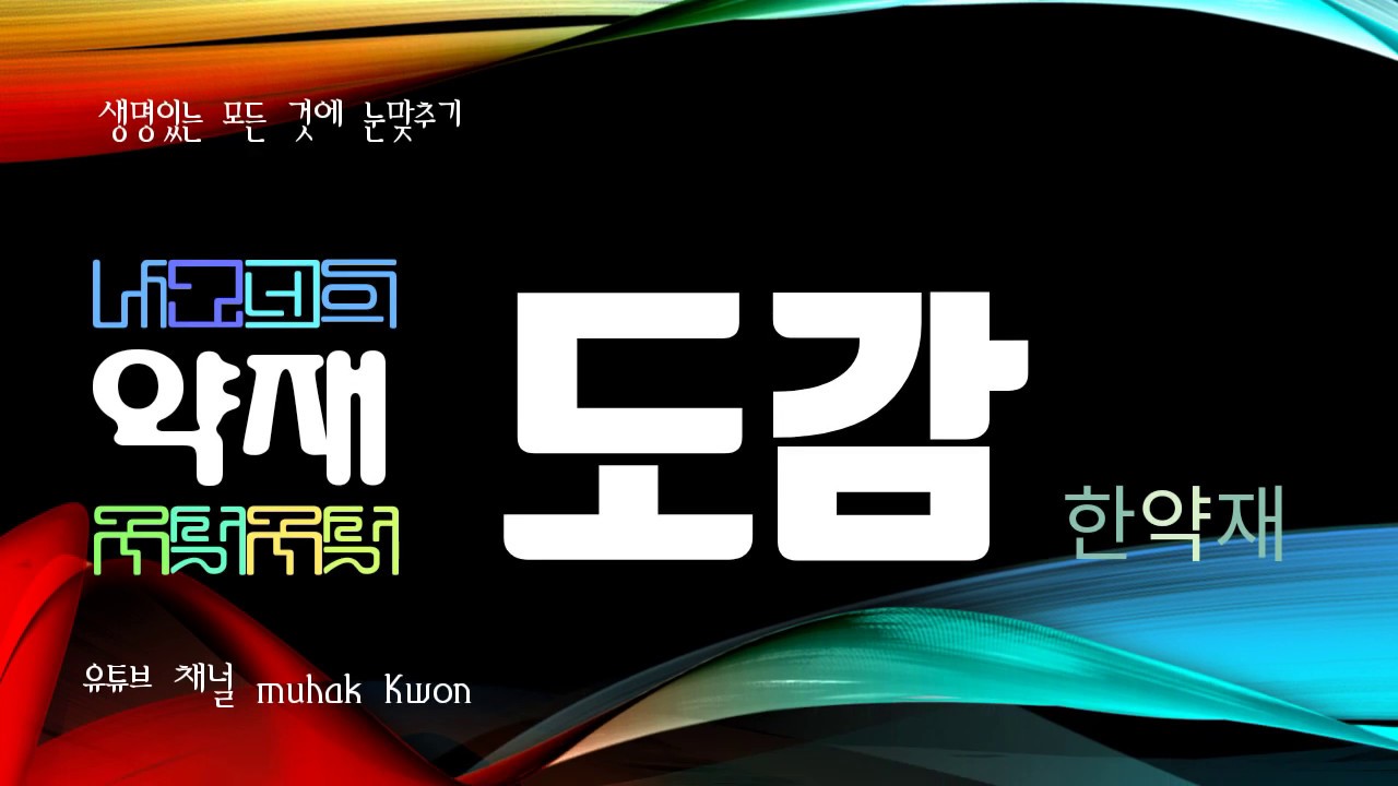 세상의 모든 한약재 336 현삼, 현삼의 뿌리