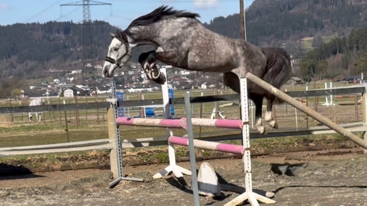 For sale ***Pandemellie*** - Mataia Gohm