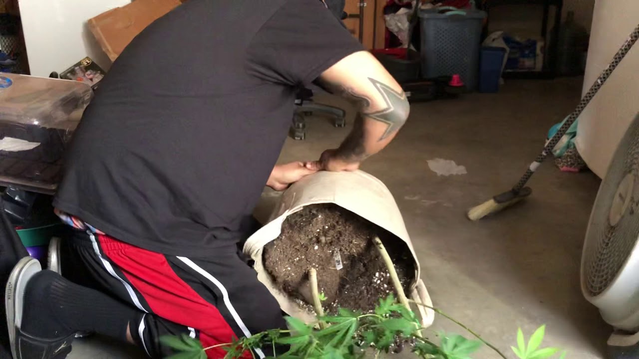 Transplanting fabric pot to fabric pot easy as 123