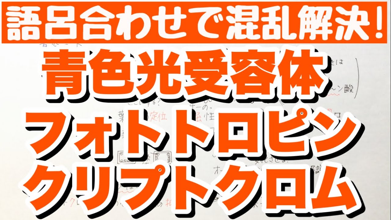 【違いが分かる青色光受容体の語呂合わせ】フォトトロピンとクリプトクロムの覚え方　葉緑体の定位と光屈性と気孔の開口　茎の伸長抑制　植物の反応　ゴロ生物