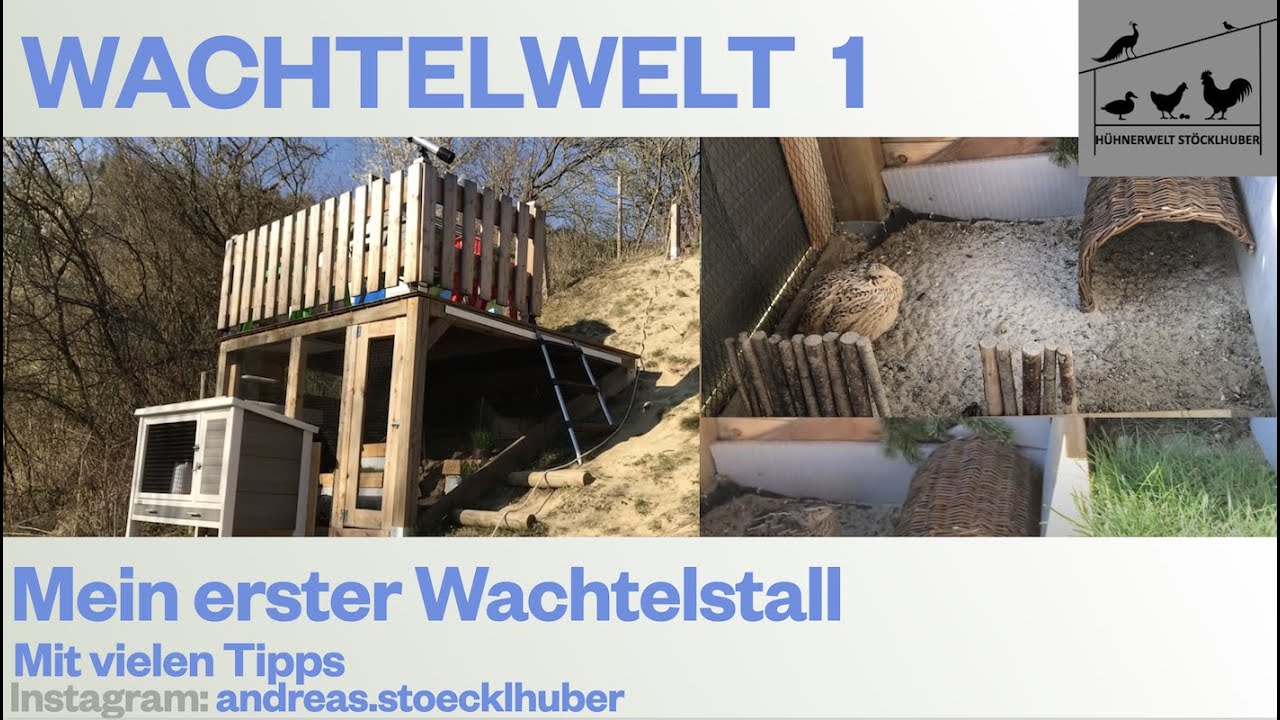 Wachtelwelt 1 Einen Stall für Wachteln bauen ! Ein weiterer Schritt Richtung Selbstversorgung 2020