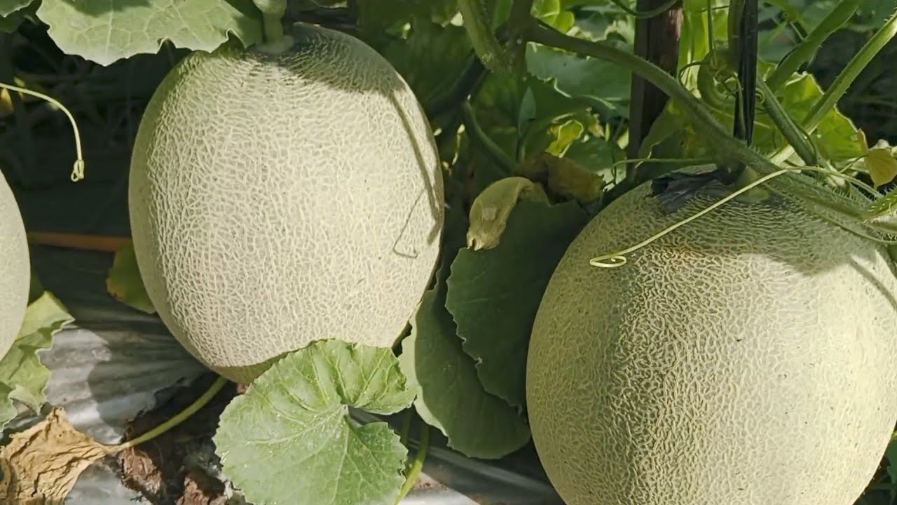 MELON ORANYE MULAI PEMBENTUKAN JARING⁉️ VARIETAS GLADIKA🍈