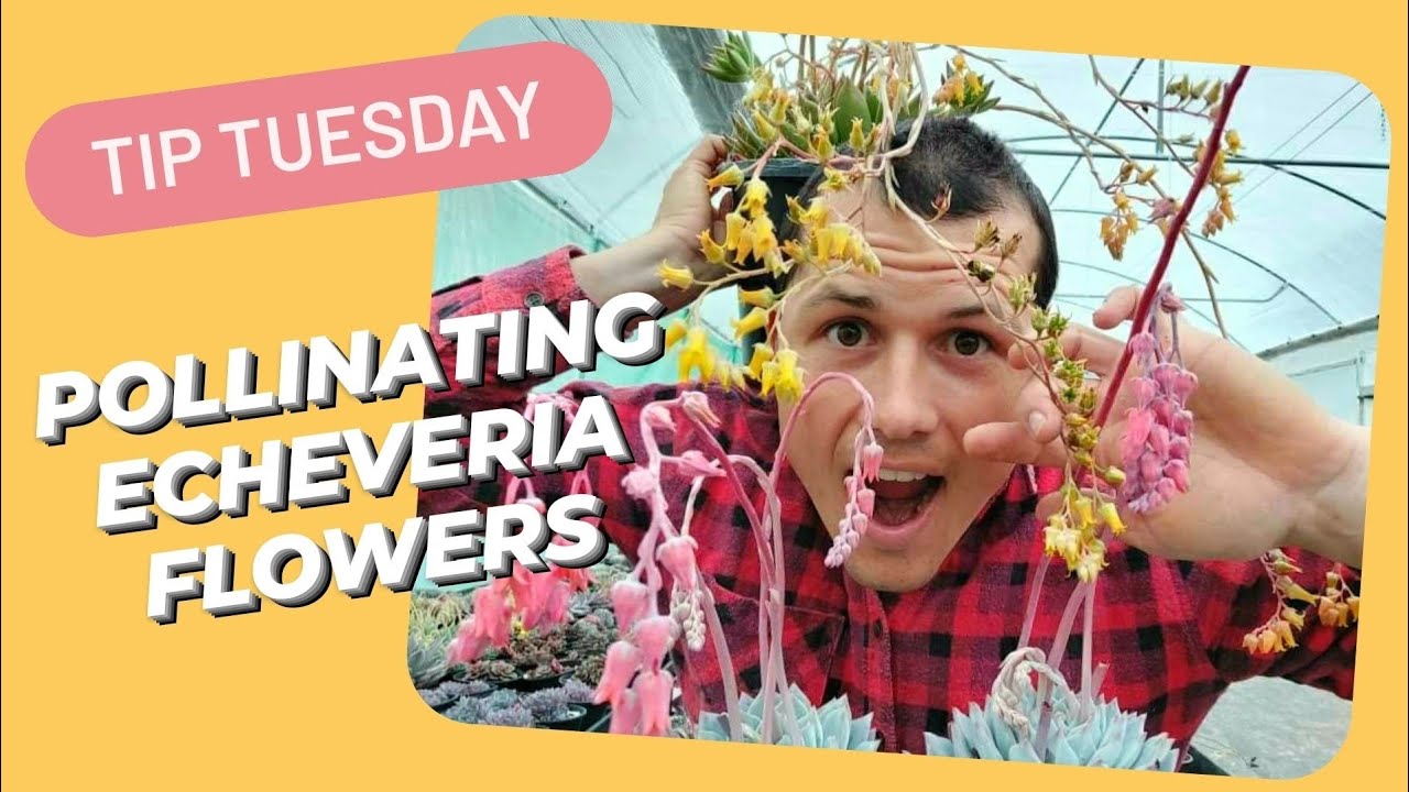 POLLINATING ECHEVERIA FLOWERS